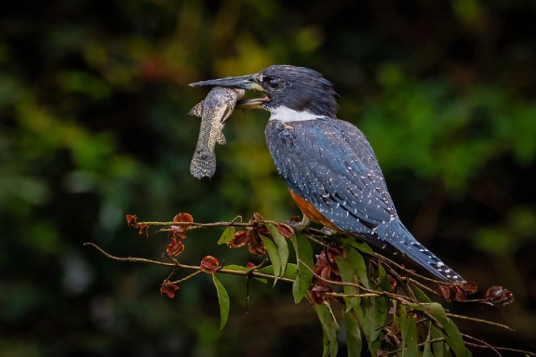 073 Noord Pantanal, amerikaanse reuzenijsvogel.jpg